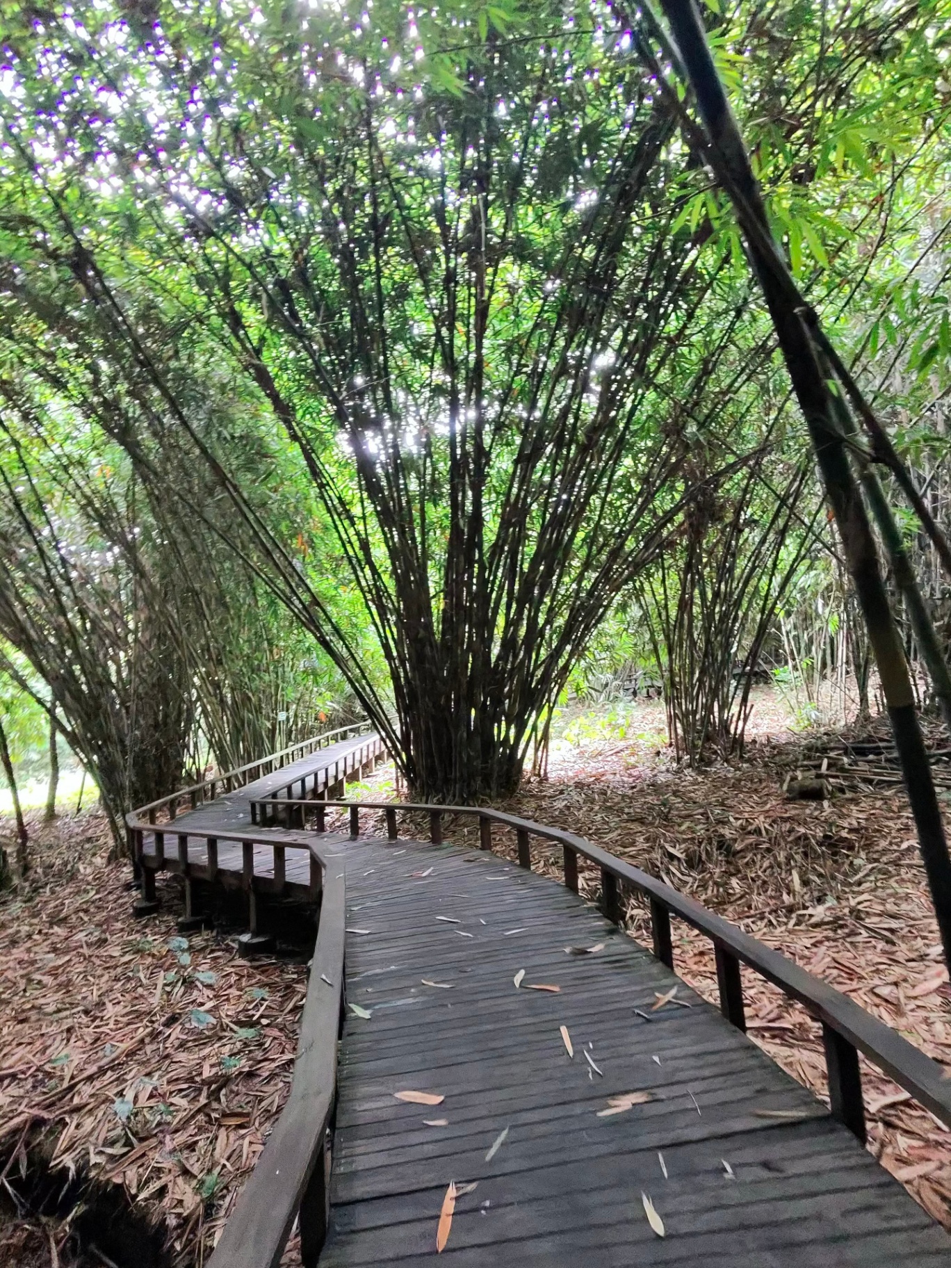 Wooden boardwalk through a bamboo grove