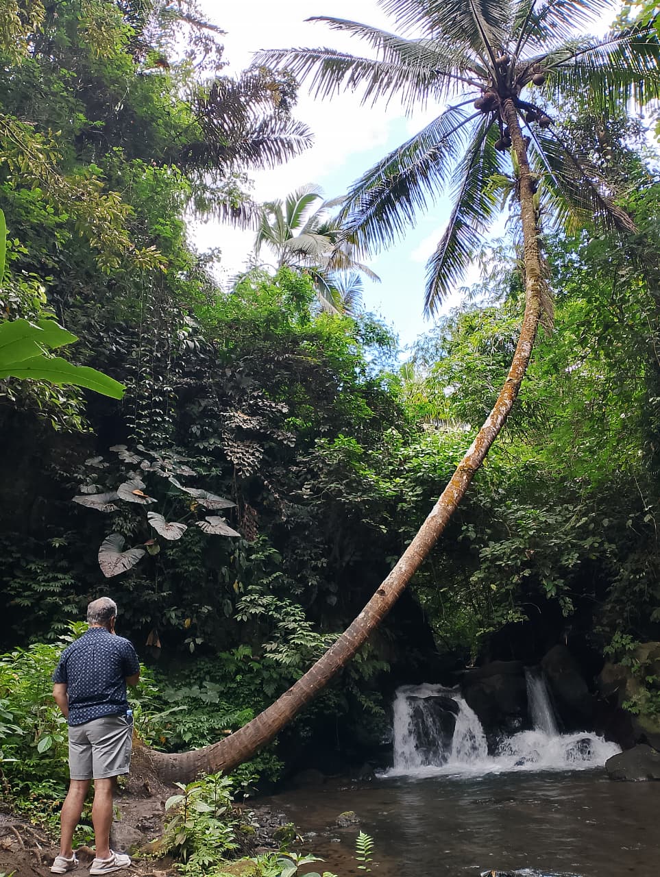 A curved coconut palm arching over a jungle waterfall in Ubud