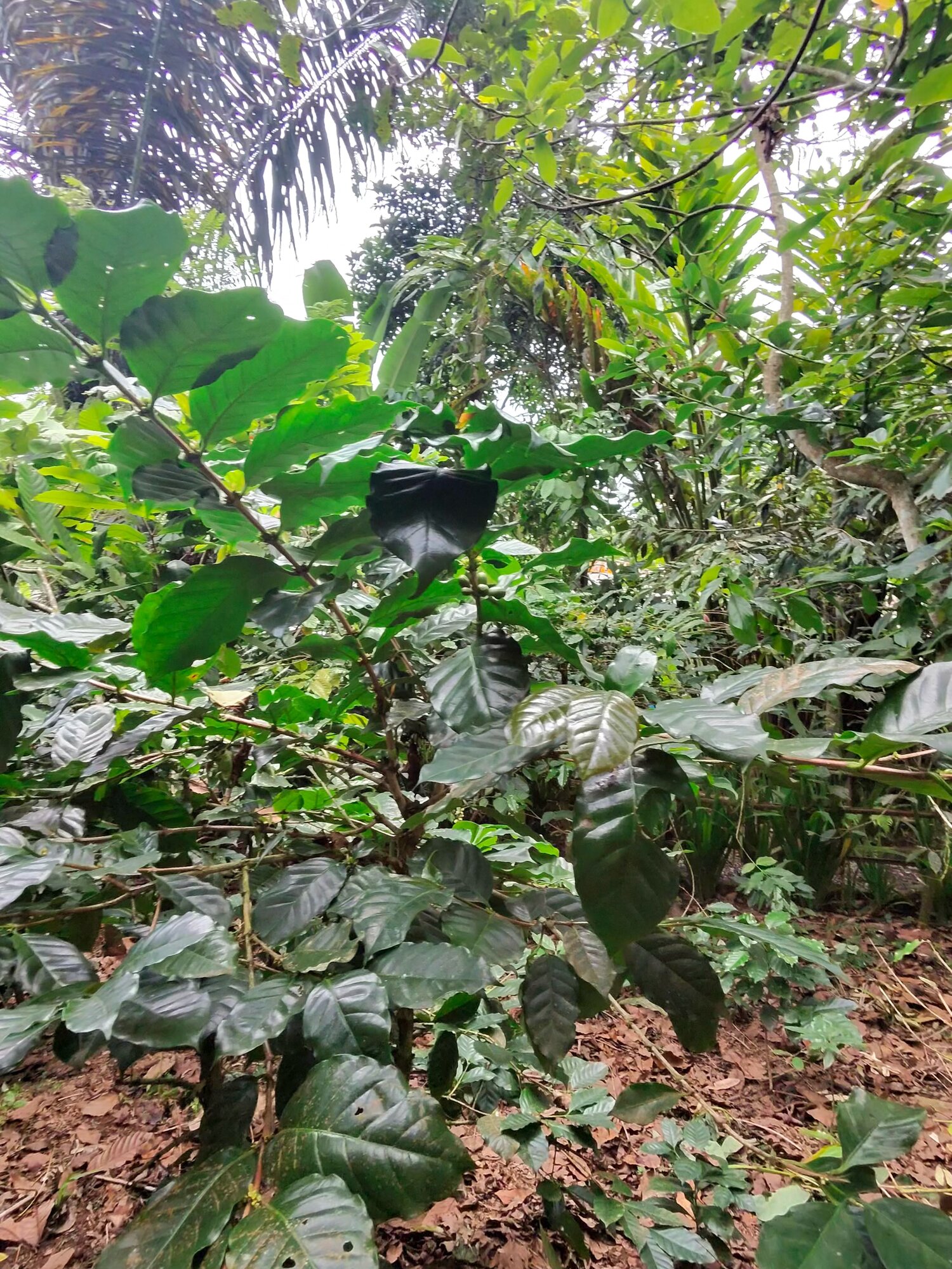 A sacred beringin (banyan) tree dressed in the poleng cloth