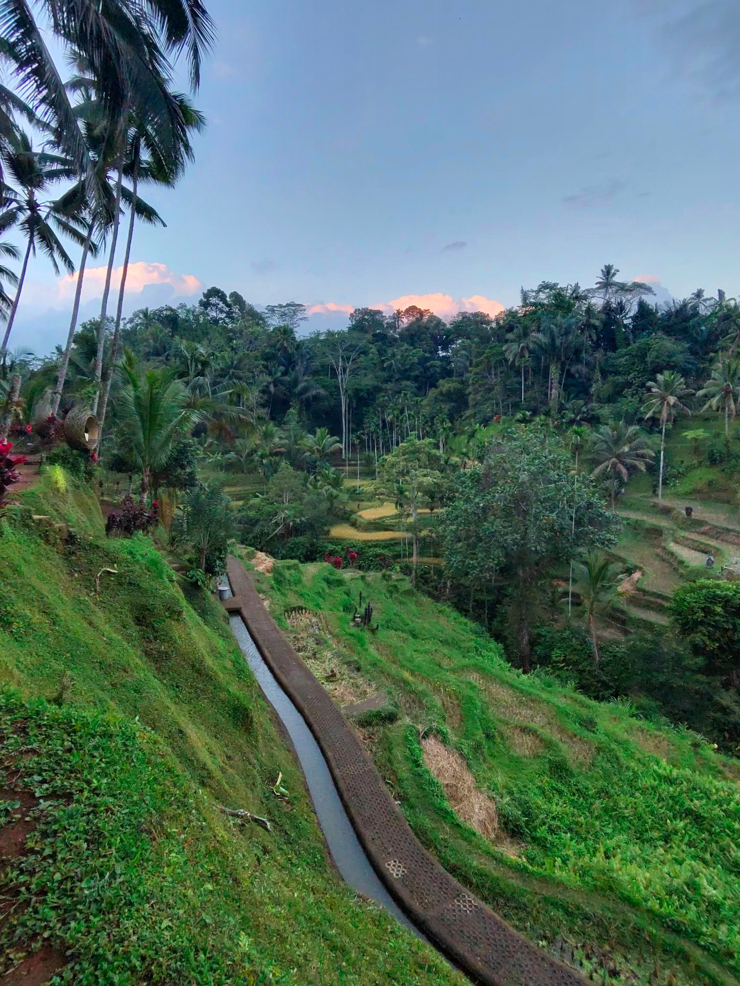 Ubud rice terraces at dusk with palms and irrigation channel