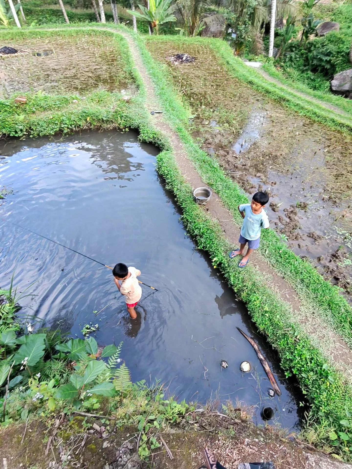 Two Balinese boys fishing in a rice-paddy pool