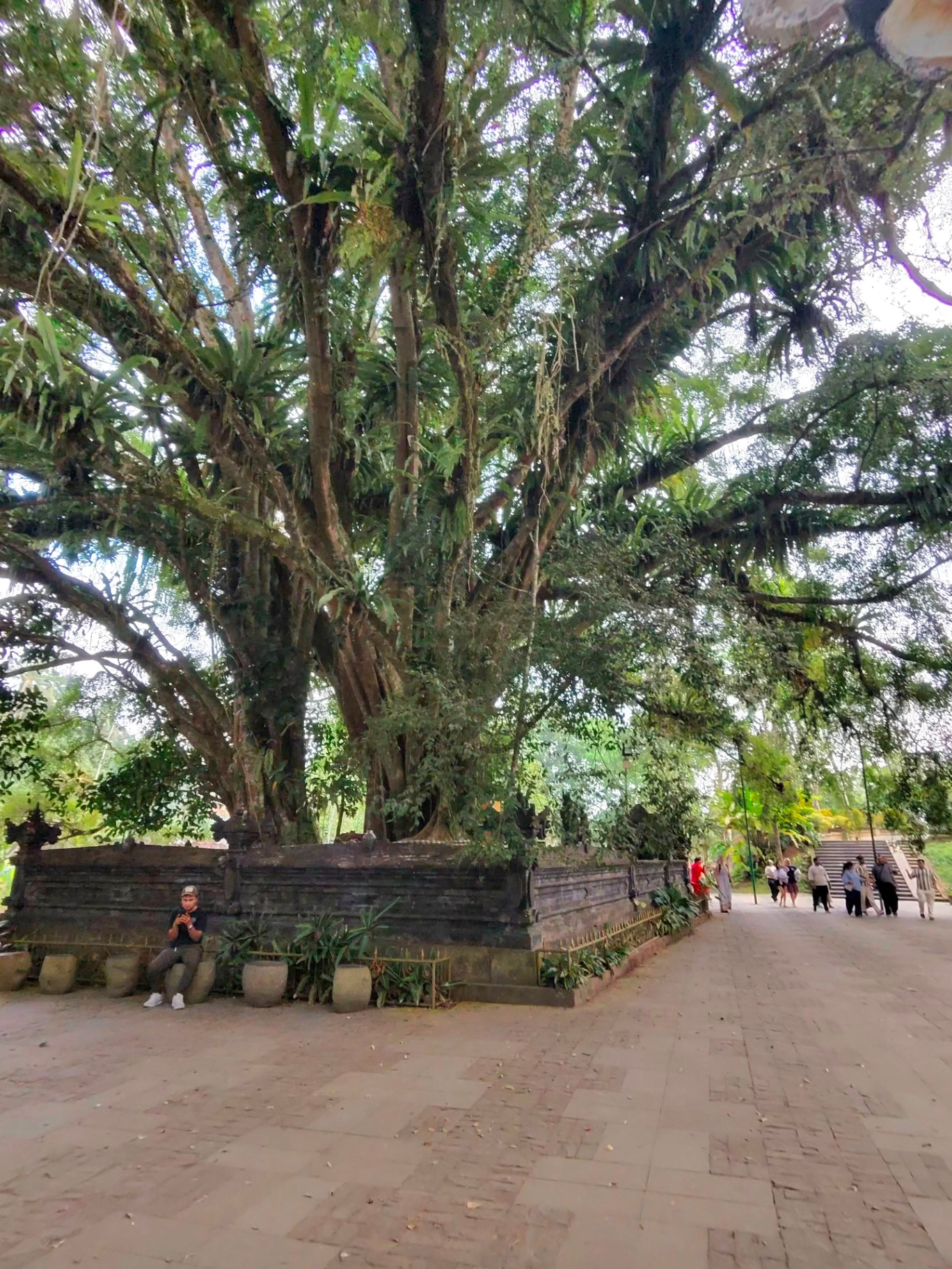 Sacred beringin (banyan) tree in a temple courtyard